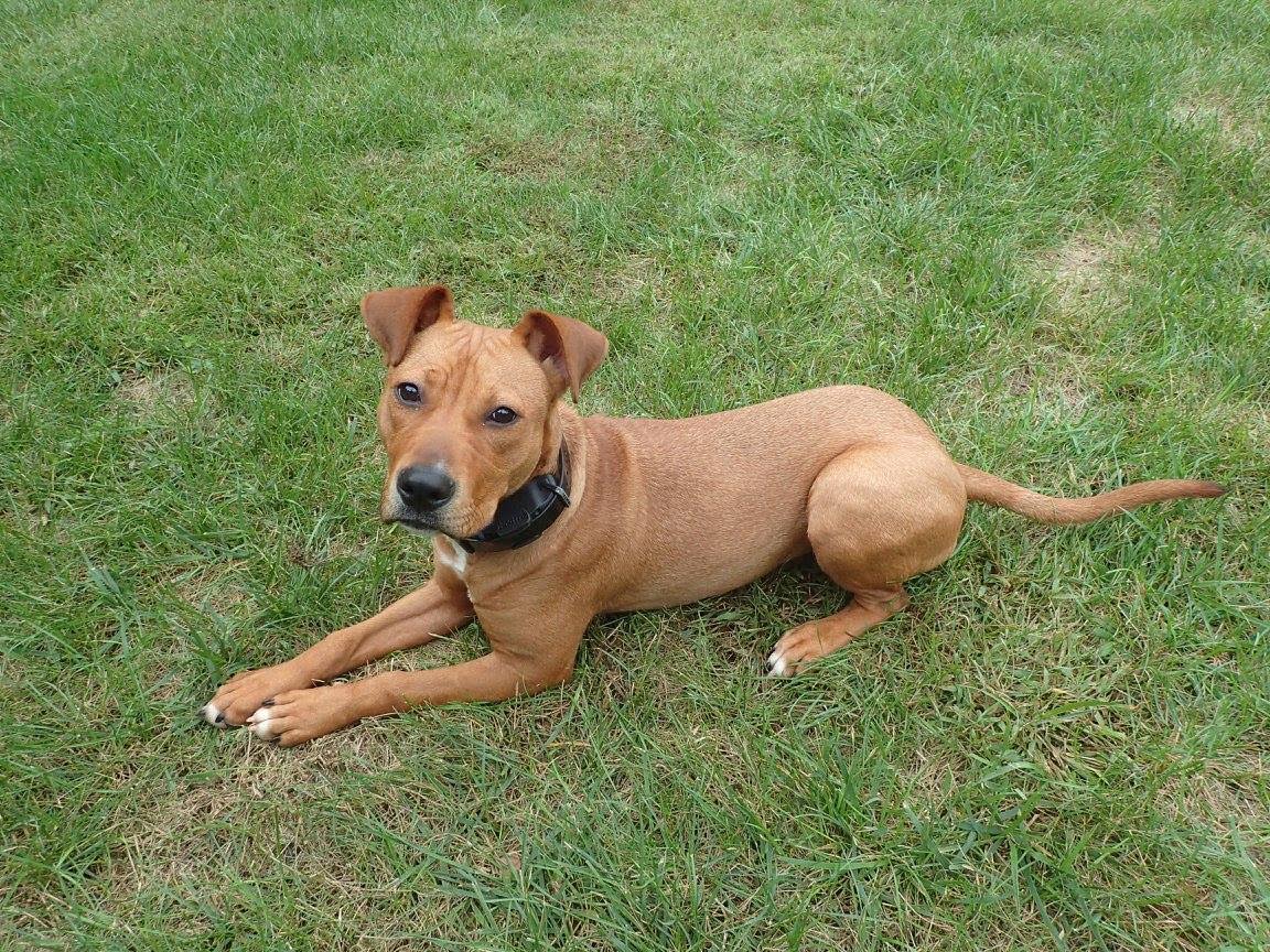 zena
